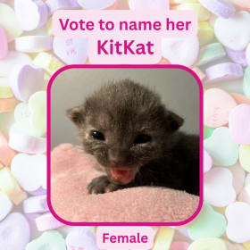 Vote to name this kitten KitKat item
