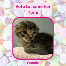 Vote to name this kitten Twix item