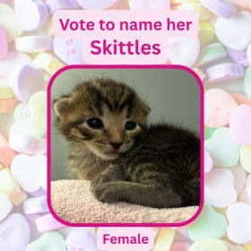 Vote to name this kitten Skittles item