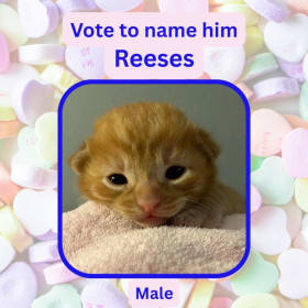 Vote to name this kitten Reeses item