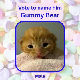 Vote to name this kitten Gummy Bear item