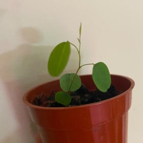 Lead plant (Amorpha canescens) item