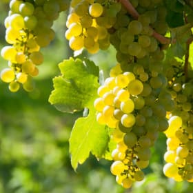 Sipping France at Home item