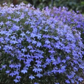A28 Lobelia-Blue item