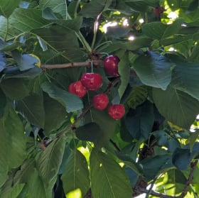 Tree Trimming Class item