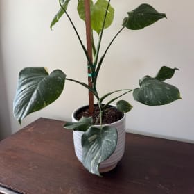 Monstera Thai Constellation item