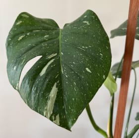 Monstera Thai Constellation item