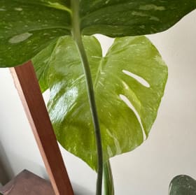 Monstera Thai Constellation item