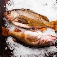 Buccat Fish, Inc. Gift Certificate #1 Rockfish item