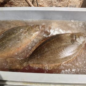 Buccat Fish, Inc. Gift Certificate #2 Halibut item