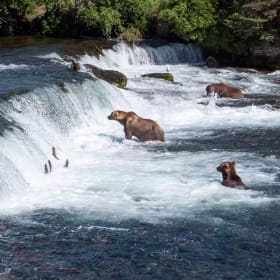 Bear Viewing with Emerald Air item