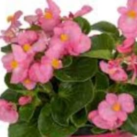 Top Hat Begonia (pink flowers) item