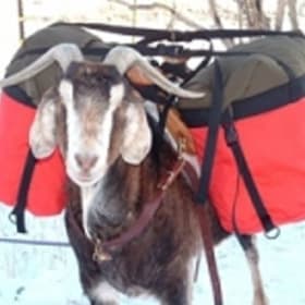 Bantam Saddle Tack Rolltop Panniers item