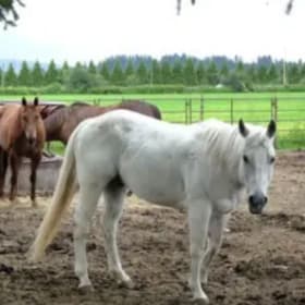 #21 | 1 Hour Horseback Ride for Two - Leghorn Ranch item