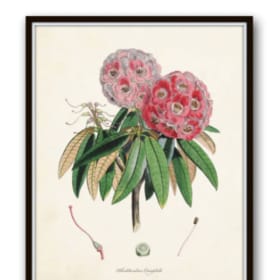 Botanical Print by  Horto Van Houtteano item