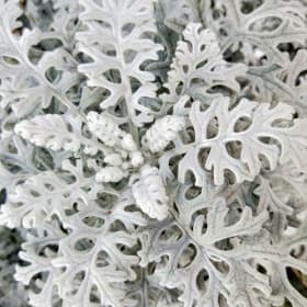 Dusty Miller item