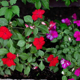 Impatiens item