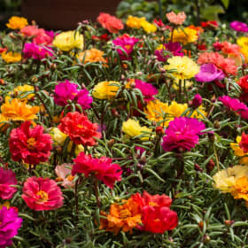 Portulaca - Mixed item