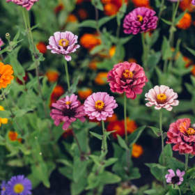 Zinnia item