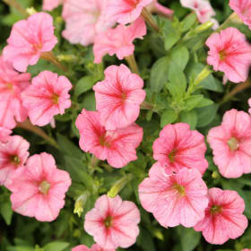 Wave Petunias item