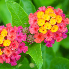 Lantana item
