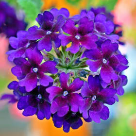 Verbena item