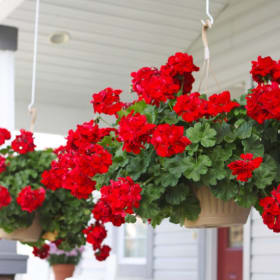 Ivy Geranium Hanging Basket item