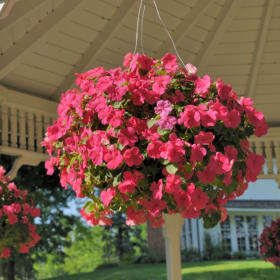 Impatiens Hanging Basket item