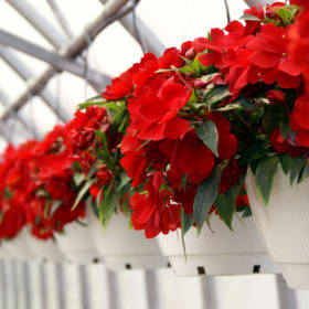 New Guinea Impatiens Hanging Basket item