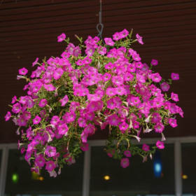 Mini Petunia Hanging Basket item
