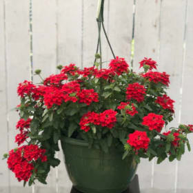 Verbena Hanging Basket item