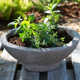 Mixed Herb Patio Planter item