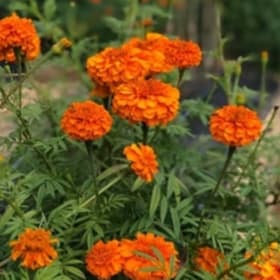 Marigold - Large item