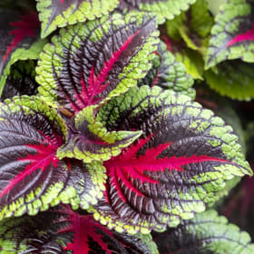 Coleus item