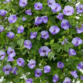 Torenia - Blue item