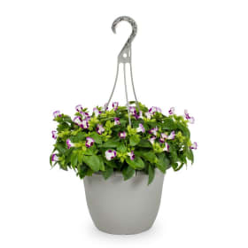 Torenia Hanging Basket item