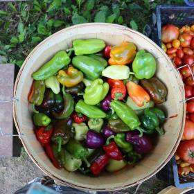 Seedling Sponsor item