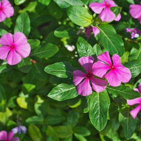 Vinca item