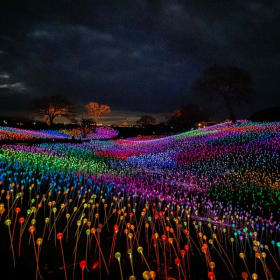 See The Field of Lights item