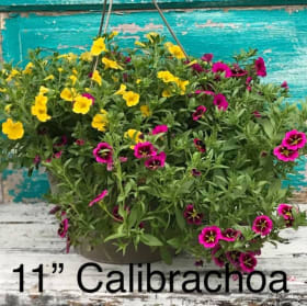 Calibrachoa item