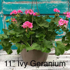 Ivy Geraniums item