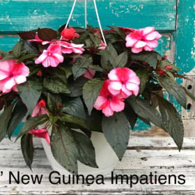 New Guinea Impatiens item