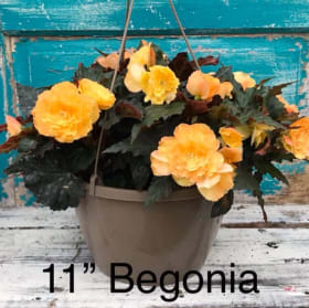 Begonias item