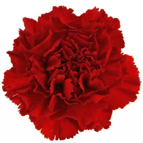Red Carnation (1 for $2) item