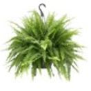 Boston Fern item