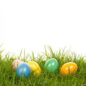 Eggs - Yard Option item