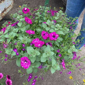 10" Sun Mix hanging basket item