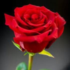 Congratulations flowers - 3 roses item