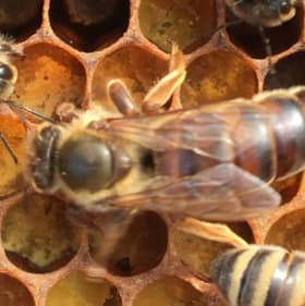 Hive Dive Experience - Back Yard Bee Hive Experience for two item