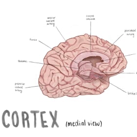 Medial Cortex (16" x 20" Print) item